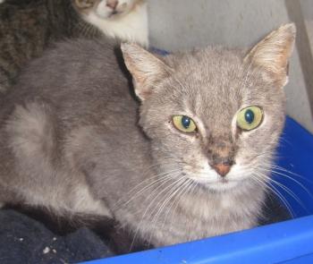 Bild von Merlin