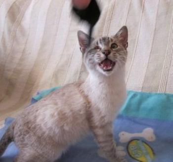 Mau Bild von Mau