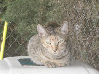 Bild von Suzette