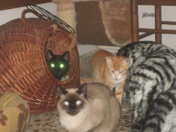 Bild von Marisol