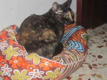 Bild von Taya