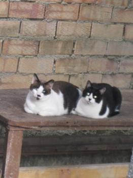 Snoopy Bild von Snoopy