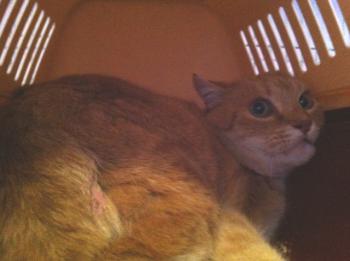 Bild von Tiger