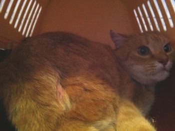 Bild von Tiger