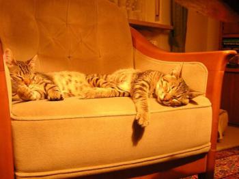 Diego Bild von Diego