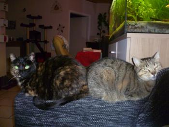 Tanit Bild von Tanit