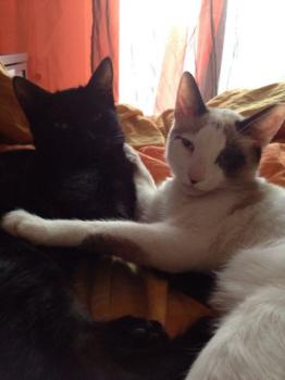 Bild von Poncho