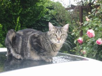 Gray Bild von Gray