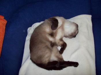 Pancho Bild von Pancho