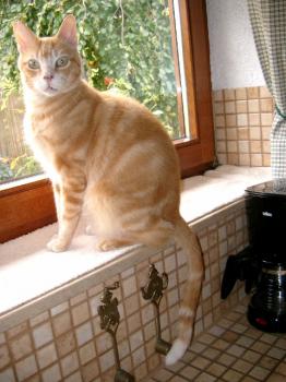Bild von Rosso