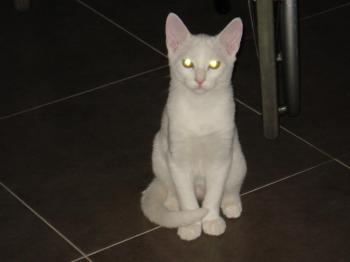 Bild von Golfi