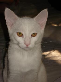 Bild von Golfi