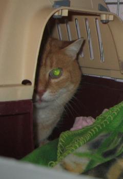 Bild von Tiger