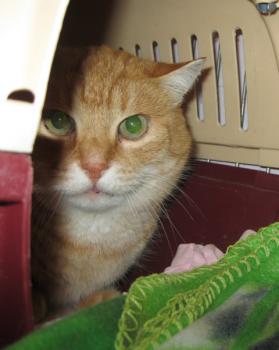 Bild von Tiger