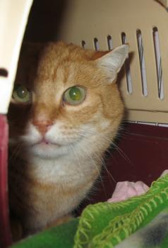 Bild von Tiger
