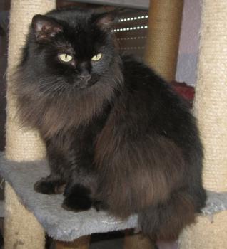 Alice Bild von Alice