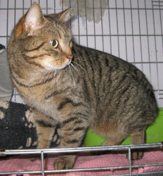 Rasty Bild von Rasty