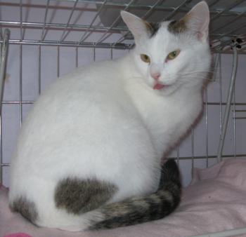 Flocke Bild von Flocke