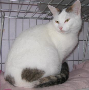 Flocke Bild von Flocke