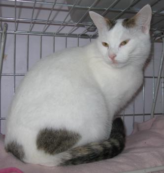 Flocke Bild von Flocke