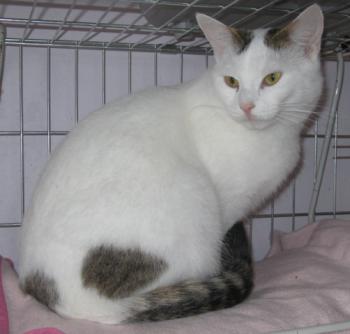 Flocke Bild von Flocke