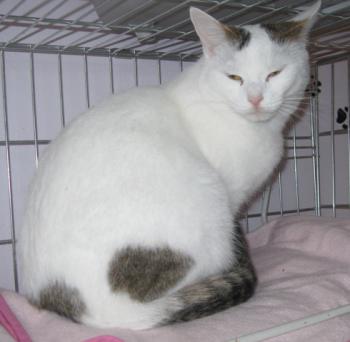 Flocke Bild von Flocke