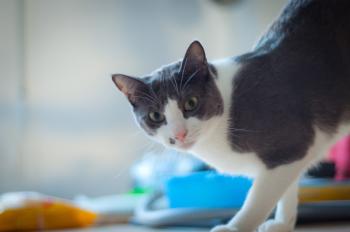 Sumu Bild von Sumu