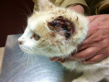 Averil Bild von Averil