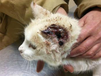 Averil Bild von Averil