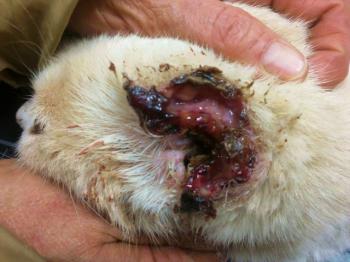 Averil Bild von Averil