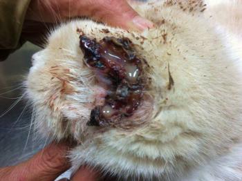 Averil Bild von Averil