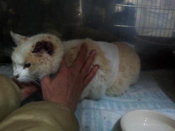 Averil Bild von Averil