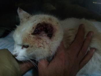 Averil Bild von Averil