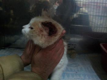 Averil Bild von Averil