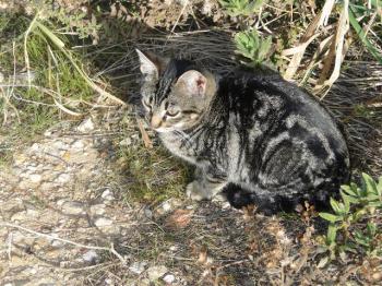 Syrah Bild von Syrah