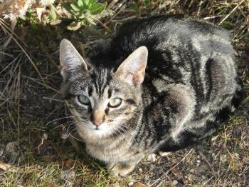Syrah Bild von Syrah