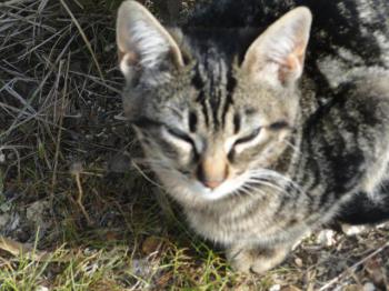 Syrah Bild von Syrah