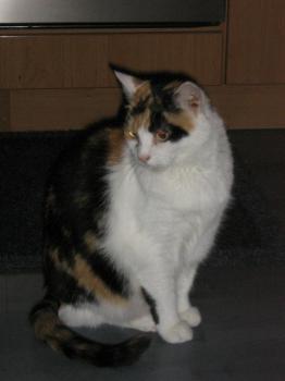 Bild von Trixi