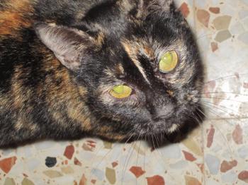 Rosalind Bild von Rosalind