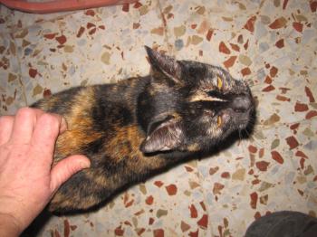 Rosalind Bild von Rosalind