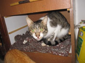 Miron Bild von Miron