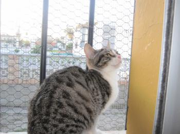 Prinz Bild von Prinz