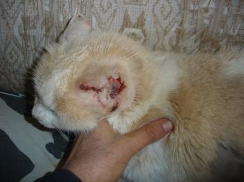 Averil Bild von Averil