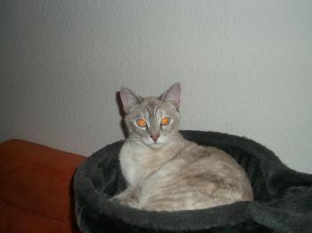 Pebles Bild von Pebles