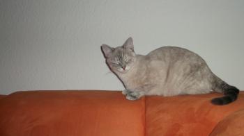 Pebles Bild von Pebles