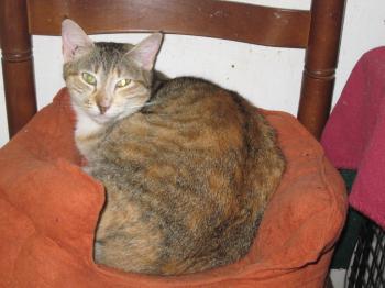 Peach Bild von Peach