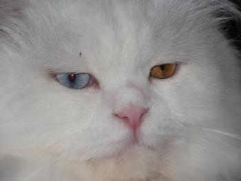 Totoo Bild von Totoo