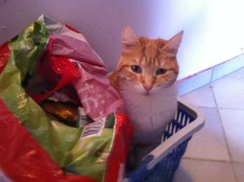 Bild von Ruby