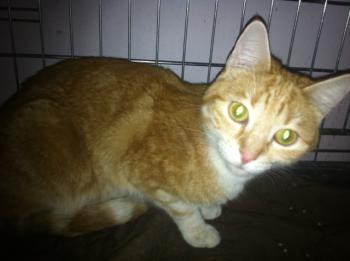 Bild von Ruby