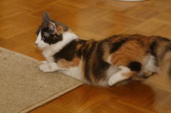 Bild von Trikinina